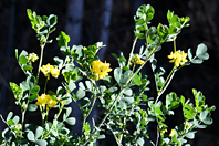 Coronilla glauca